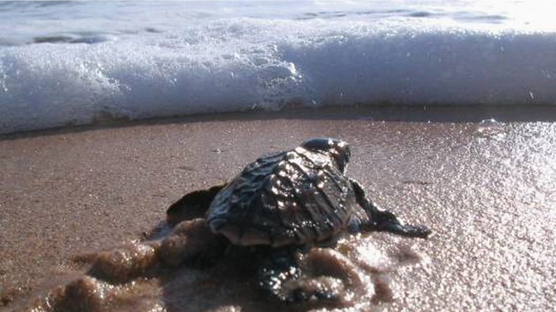 5 απλοί τρόποι να προστατέψουμε τις θαλάσσιες χελώνες!
