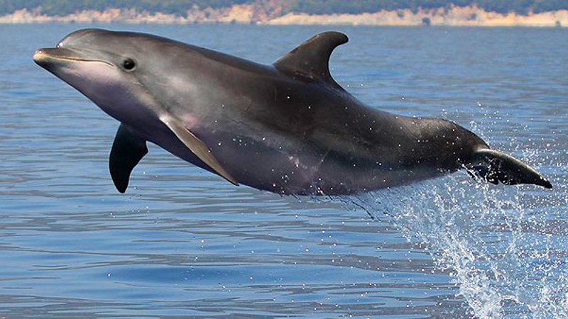 Αυτό το καλοκαίρι παρατηρούμε τα δελφίνια του Αμβρακικού κόλπου!